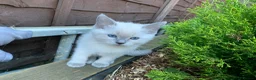 Mixed Breed cats for sale: Female Ragdoll kitten  - Advert 1