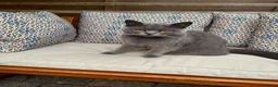 British Shorthair cats for sale: Pure British Blue Female  - Advert 2