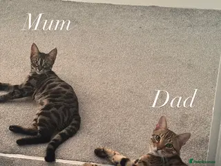 Bengal cats Bengal kittens - Advert 5