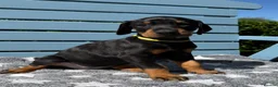 Dobermann dogs for sale: Fully health tested, champion lines - Advert 7