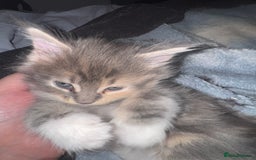 Maine Coon cats for sale: Mainecoons x ragdoll - Image 4