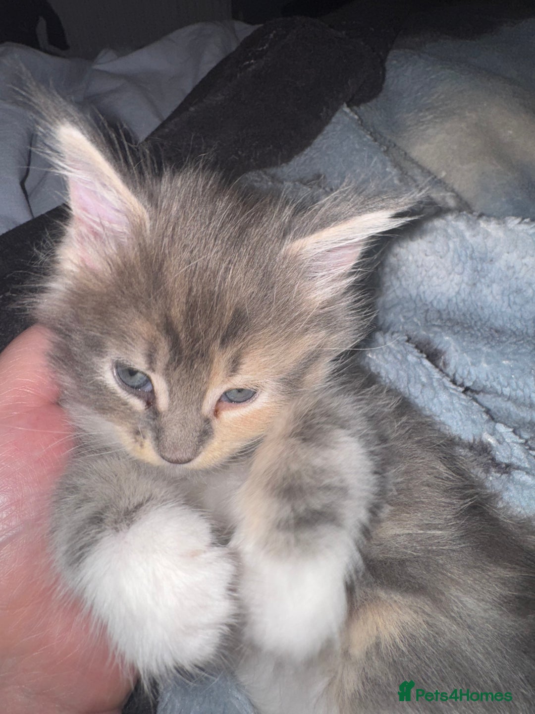 Maine Coon cats for sale: Mainecoons x ragdoll - Image 4