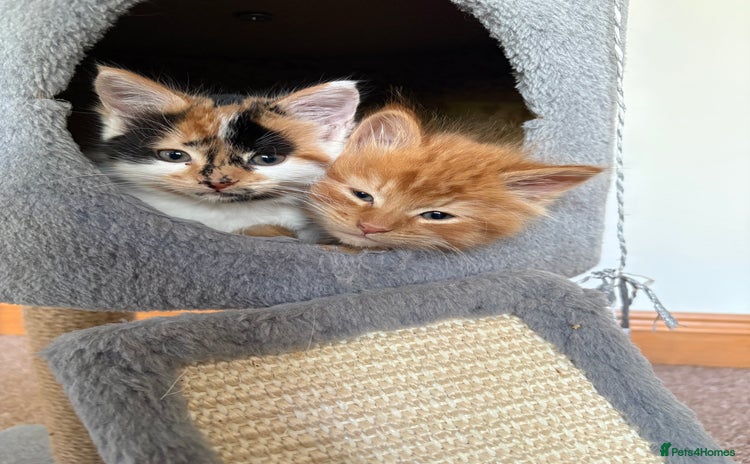 Domestic Shorthair cats - Advert 2