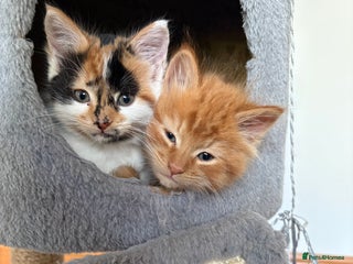 Domestic Shorthair cats for sale - Advert 1