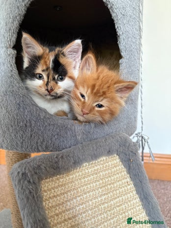 Domestic Shorthair cats - Advert 2