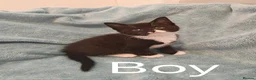 Mixed Breed cats for sale: MALE KITTENS VIDEOS - Advert 5