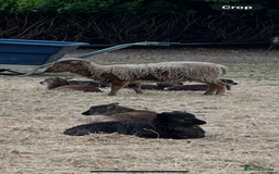 Sheep livestock for sale: Soay Ewes & Rams - Image 1