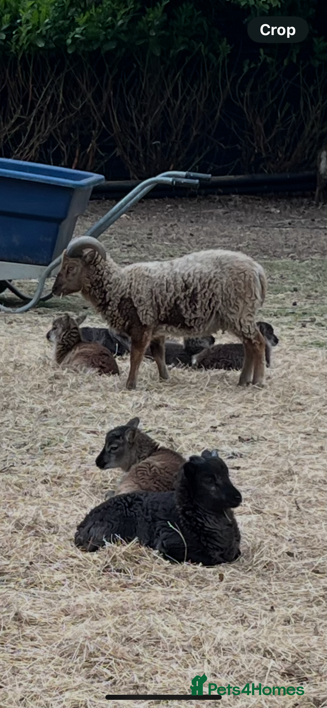 Sheep livestock for sale: Soay Ewes & Rams - Image 1