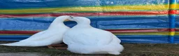 Ducks poultry for sale: 2 beautiful cherry valley ducks  in Wakefield - Advert 1