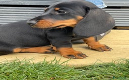 Dachshund dogs for sale: Standard Black & Tan dachshund (boy) - Image 5