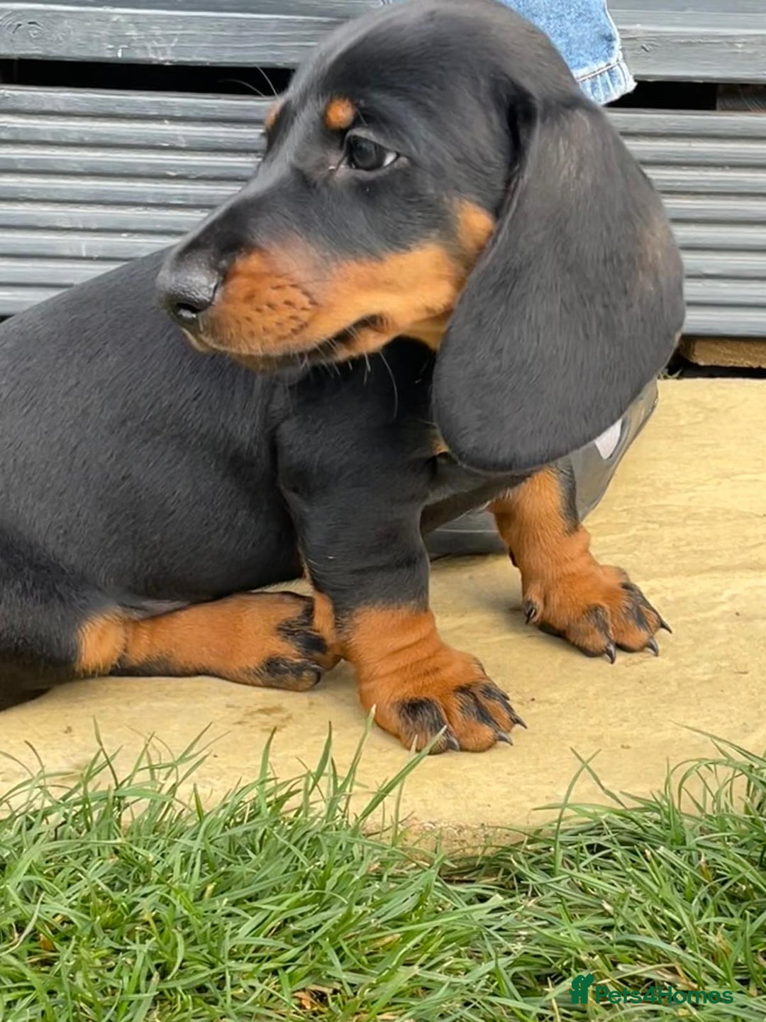 Dachshund dogs for sale: Standard Black & Tan dachshund (boy) - Image 5