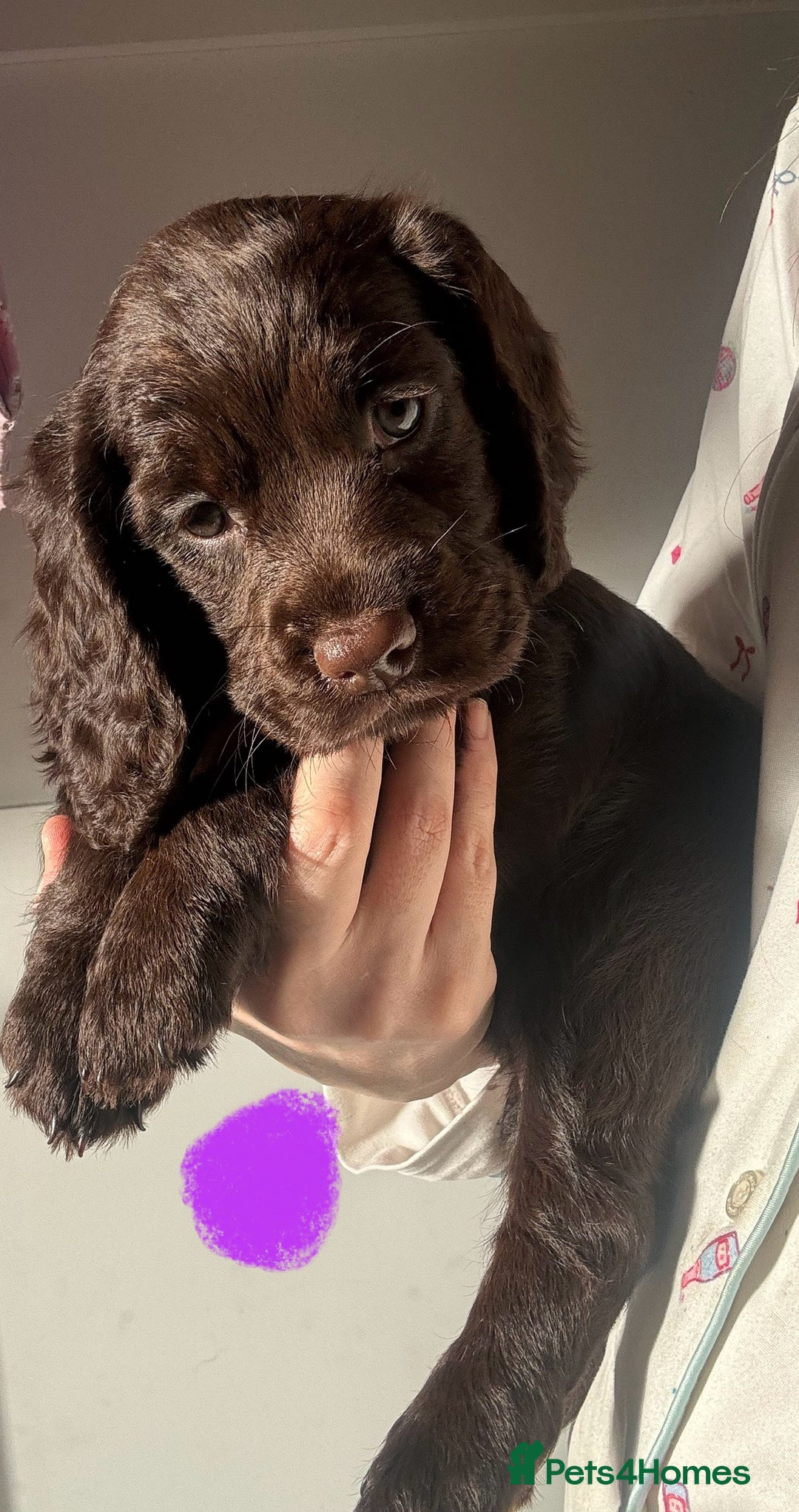 Sprocker dogs for sale: Chocolate Chunky sprocker puppies  - Advert 4