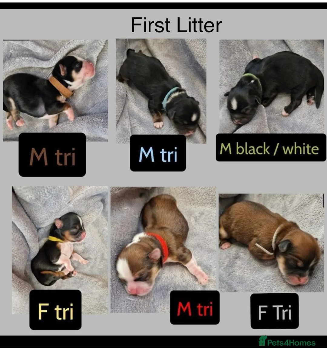 Lhasa Apso dogs for sale: Lhasa Apso PUPS DUE 6/3/26 kc reg - Advert 1