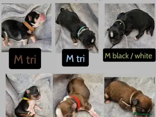 Lhasa Apso dogs Lhasa Apso PUPS DUE 6/3/26 kc reg - Advert 1