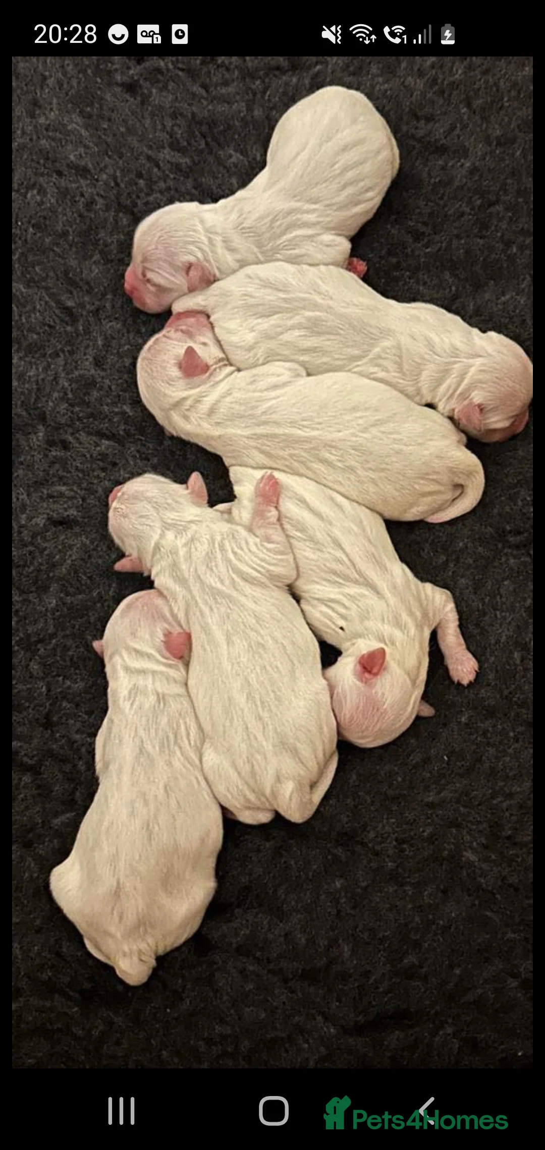 Maltese dogs for stud: Maltese in Ingatestone - Advert 12