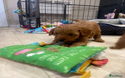 Maltipoo dogs for sale: 💖BEAUTIFUL LICENSED-BRED MALTIPOOS 💖 - Image 37