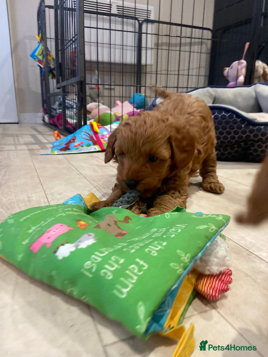 Maltipoo dogs for sale: 💖BEAUTIFUL LICENSED-BRED MALTIPOOS 💖 - Image 37