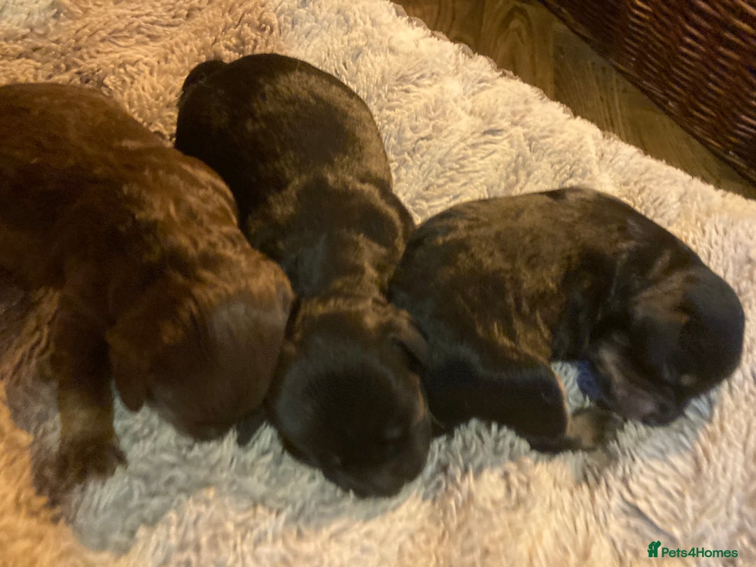 Cockapoo dogs for sale: Stunning Litter of Phantom F1 Cockapoo Puppies - Image 1