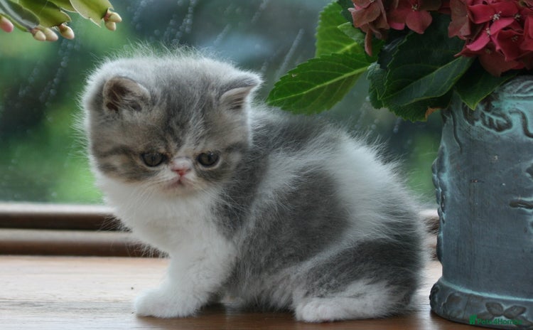 Exotic cats - Advert 2