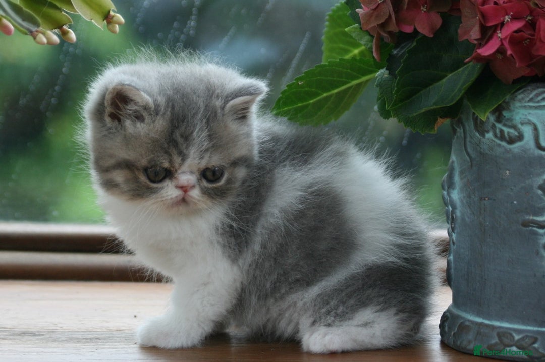 Exotic cats for sale: 2 Exotic male pedigree kittens - Image 2