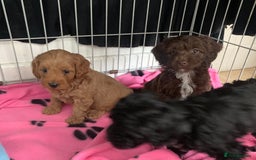 Cockapoo dogs for sale: Cockapoo puppies ready now - Image 14