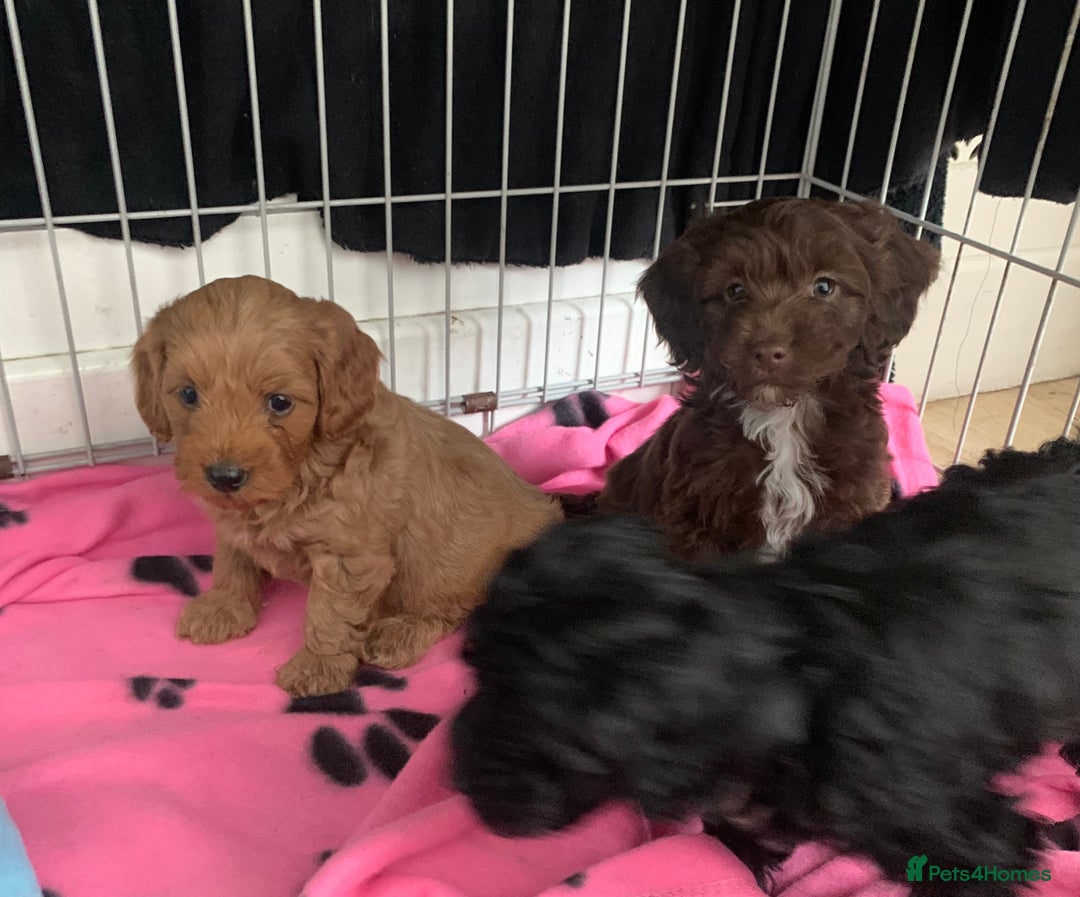 Cockapoo dogs for sale: Cockapoo puppies ready now - Image 14