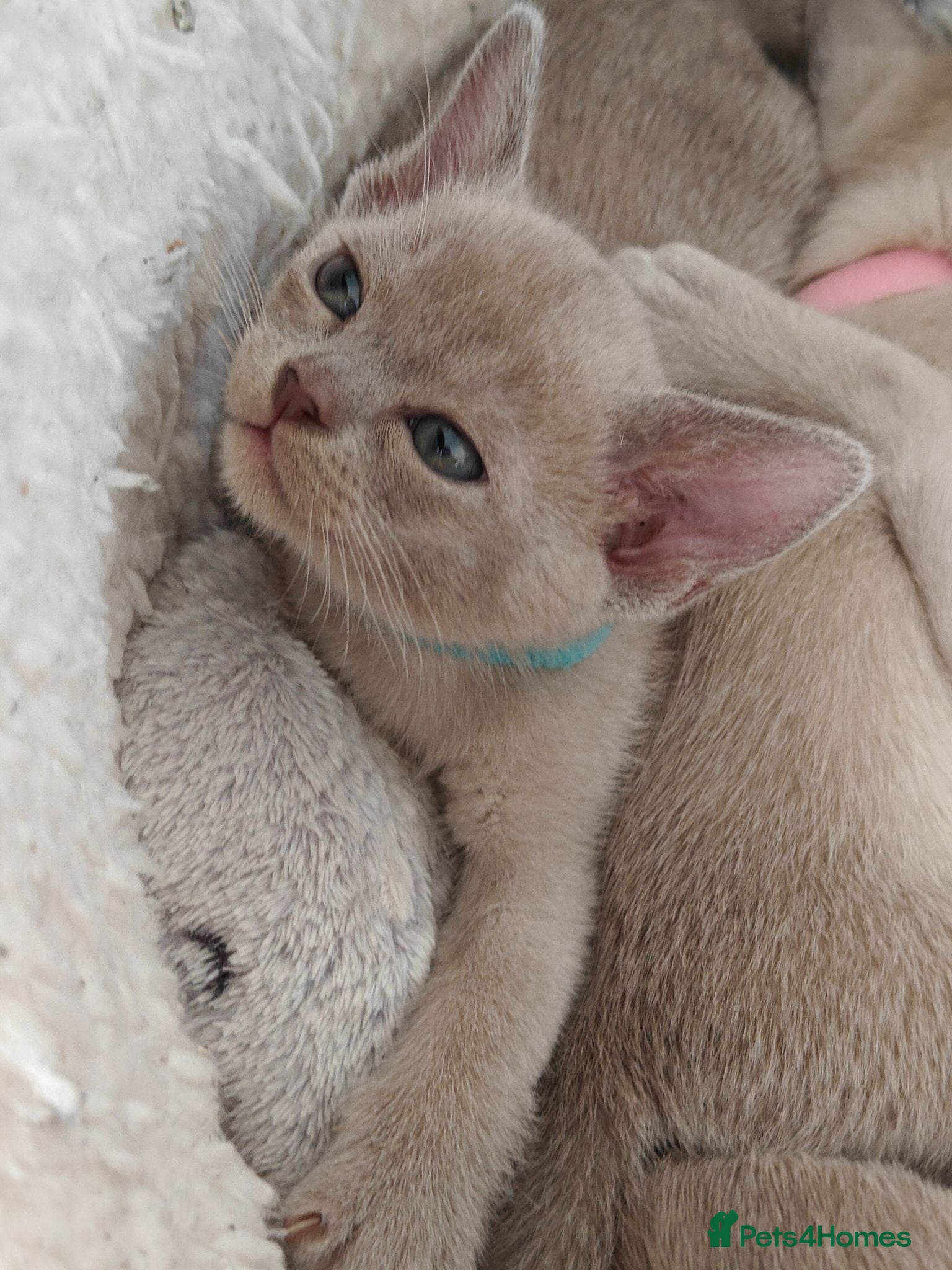 Burmese cats Reservations for a lilac burmese kittens - Advert 6