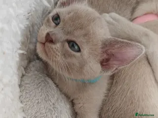 Burmese cats Reservations for a lilac burmese kittens - Advert 6