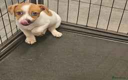 Jack Russell dogs for sale: Beautiful Male Pup Out Of Litter of 3 - Image 2