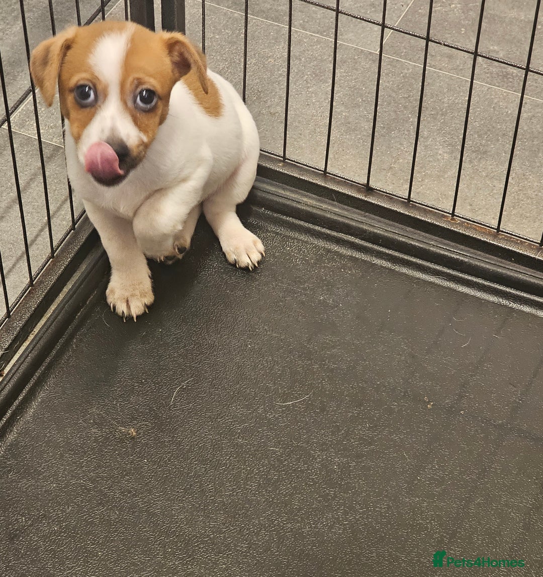 Jack Russell dogs for sale: Beautiful Male Pup Out Of Litter of 3 - Image 2