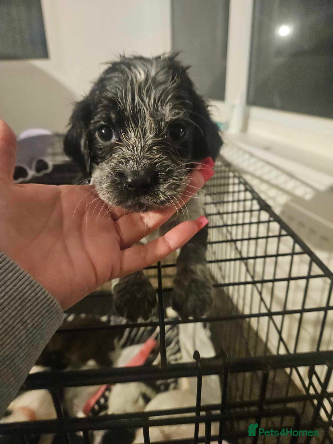 Cocker Spaniel dogs for sale: Cocka spaniel - Advert 8