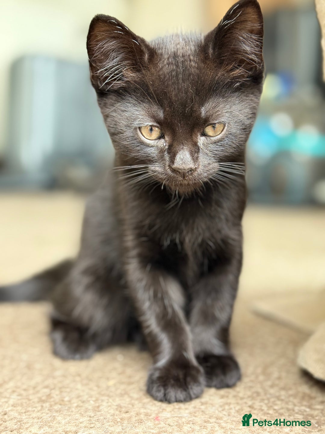 British Shorthair cats for sale: Beautiful kittens - Image 9