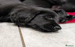 Flat coated Retriever dogs for sale: READY NOW Flat Coated Retriever Puppies - Image 27