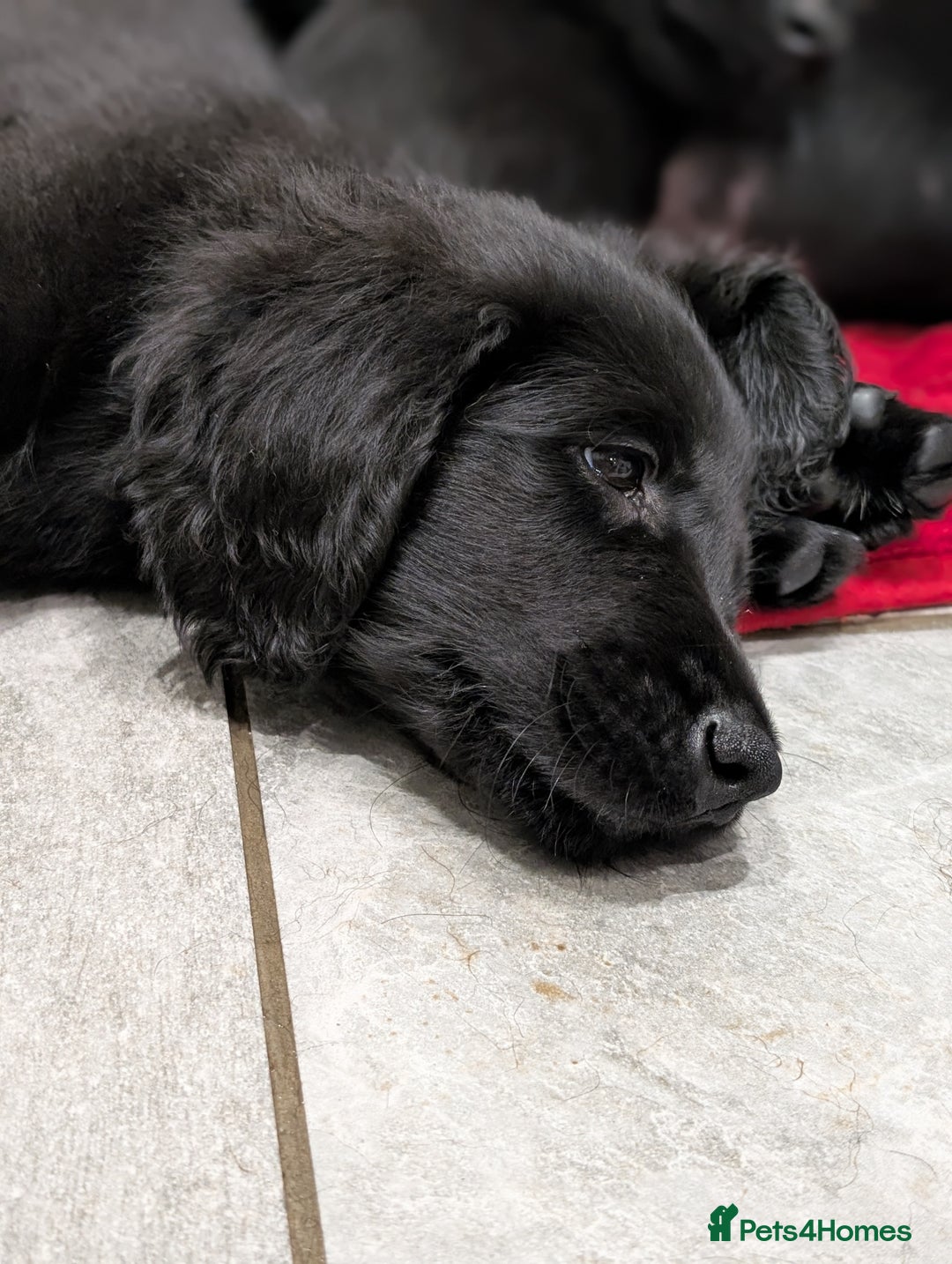 Flat coated Retriever dogs for sale: READY NOW Flat Coated Retriever Puppies - Image 27