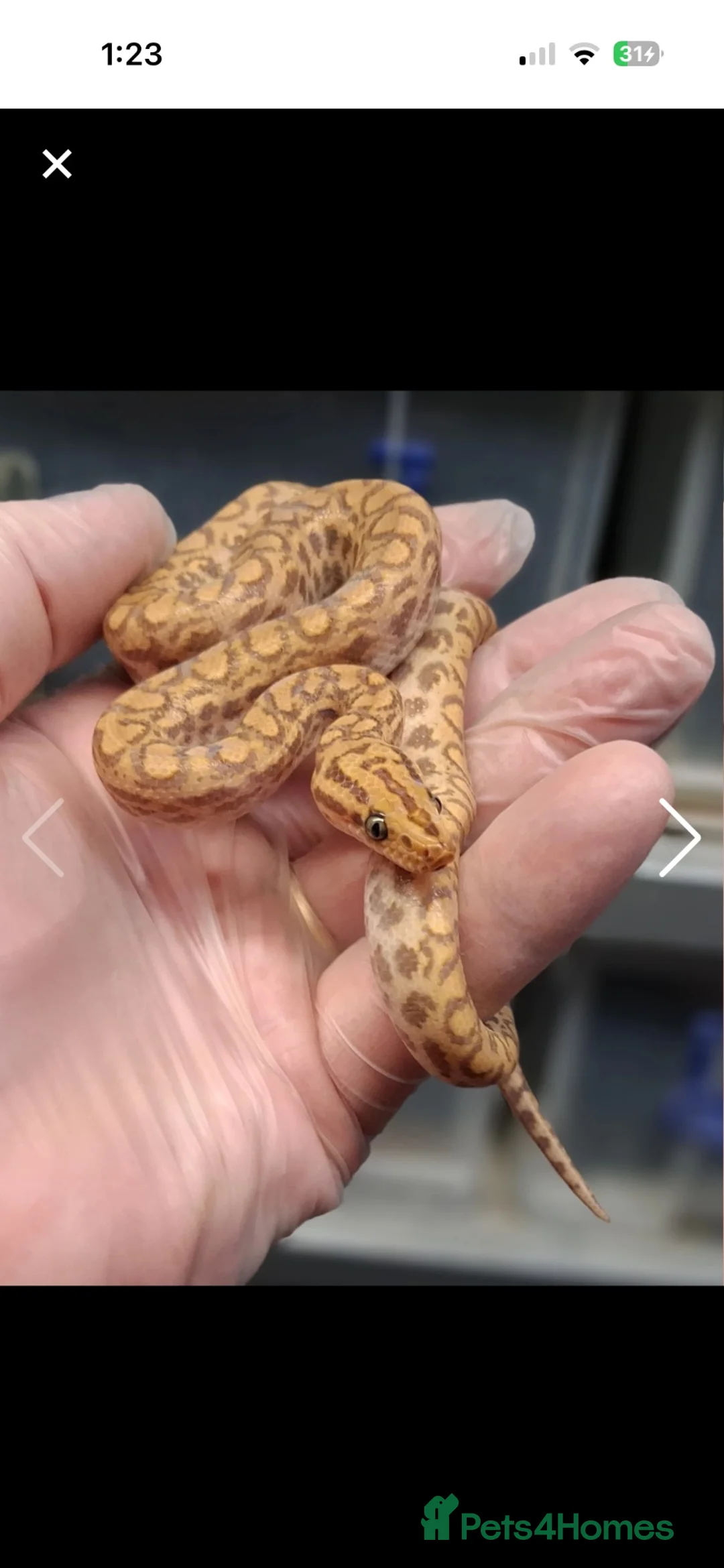 Boa Snake reptiles for sale: Rainbow boa - Advert 4