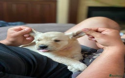 Golden Retriever dogs for sale: 🦮🐕‍🦺golden retriever puppies for sale  🐶 - Image 4