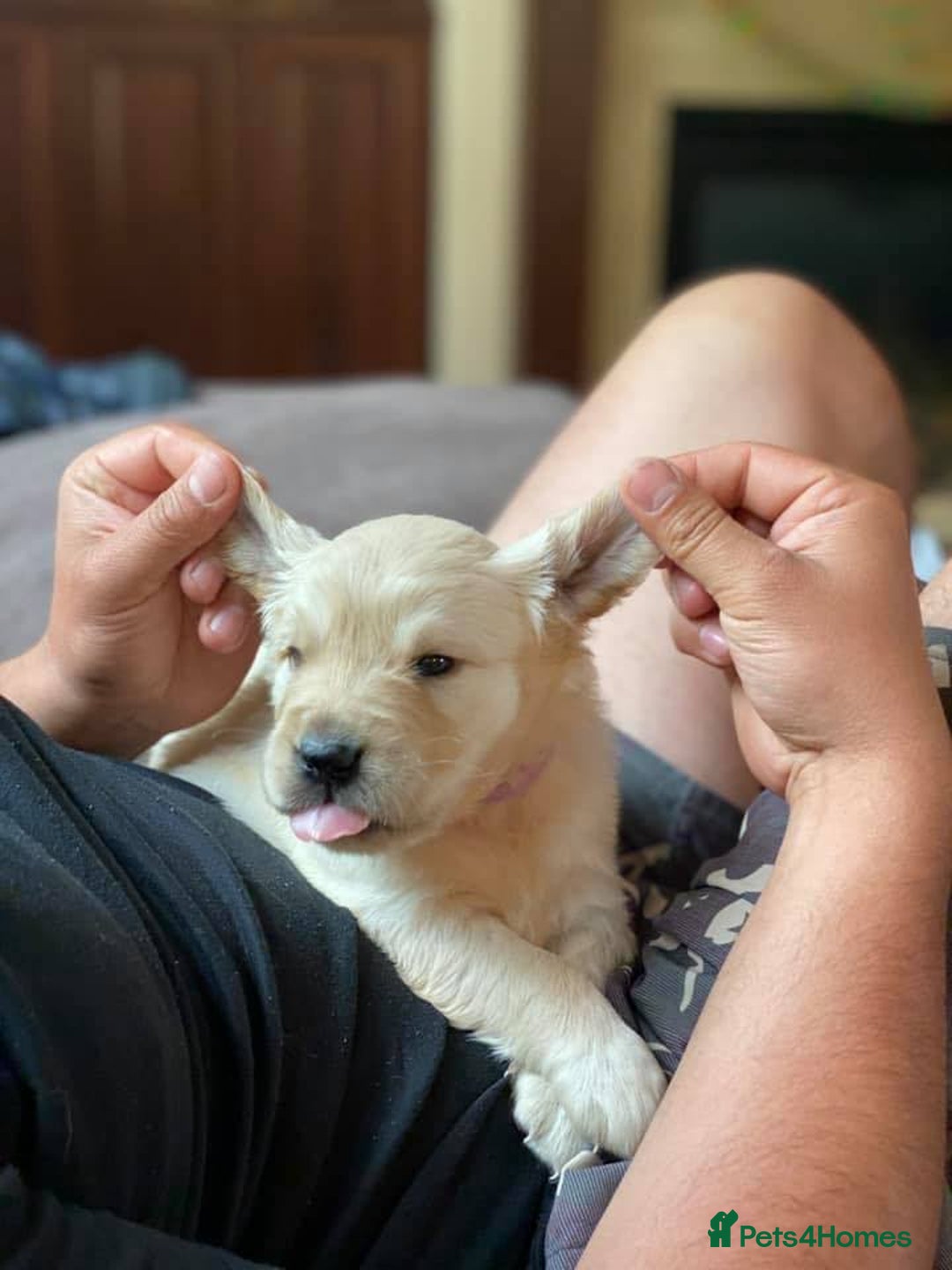Golden Retriever dogs for sale: 🦮🐕‍🦺golden retriever puppies for sale  🐶 - Image 4