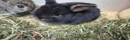 Mixed Breed rabbits for sale: Small rabbits  in Derby - Advert 3