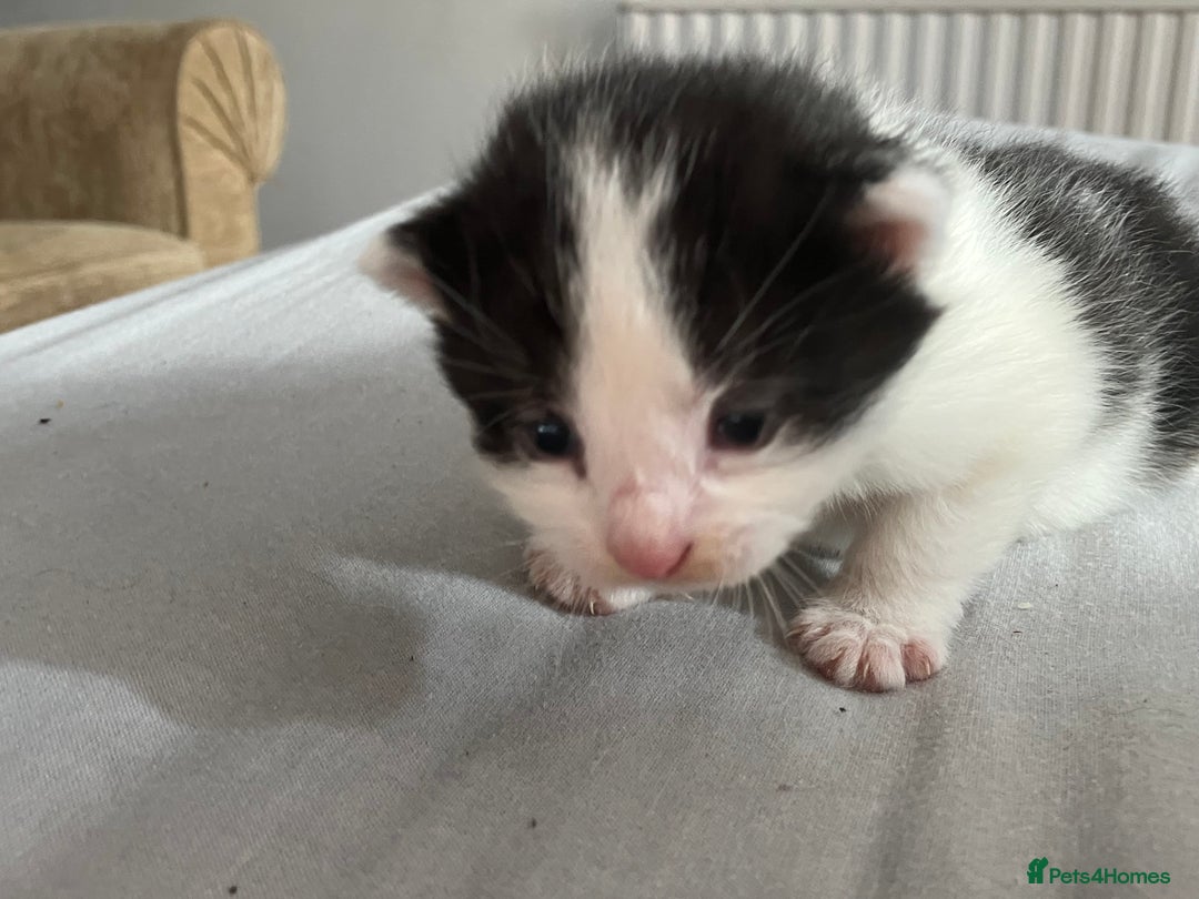 Mixed Breed cats for sale: 5 gorgeous kittens - Image 20