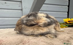 Mini Lop rabbits for sale: Stunning mini lop rabbits - Image 2