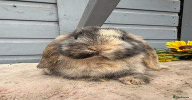 Mini Lop rabbits - Advert 6