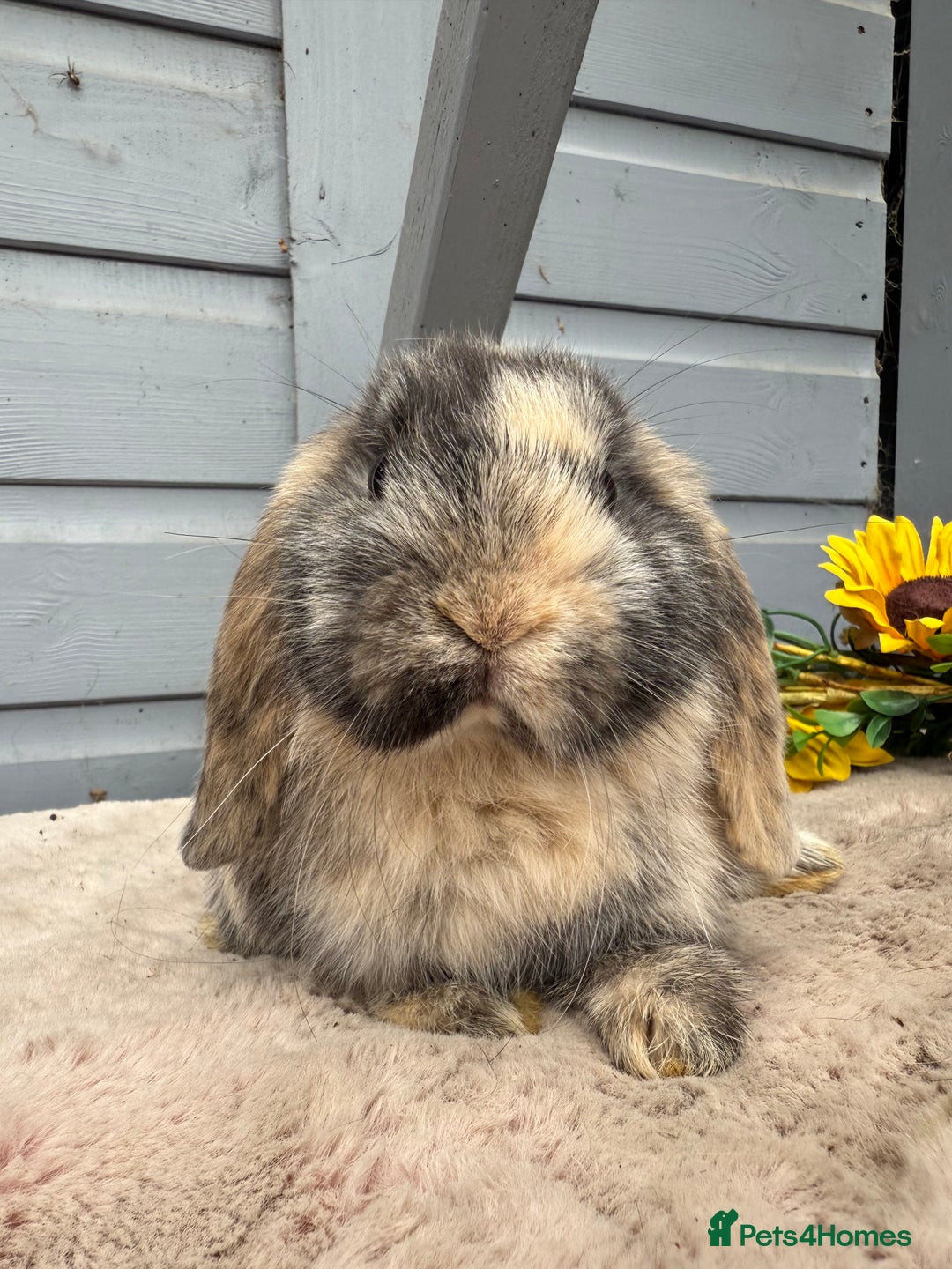 Mini Lop rabbits for sale: Stunning mini lop rabbits - Image 2