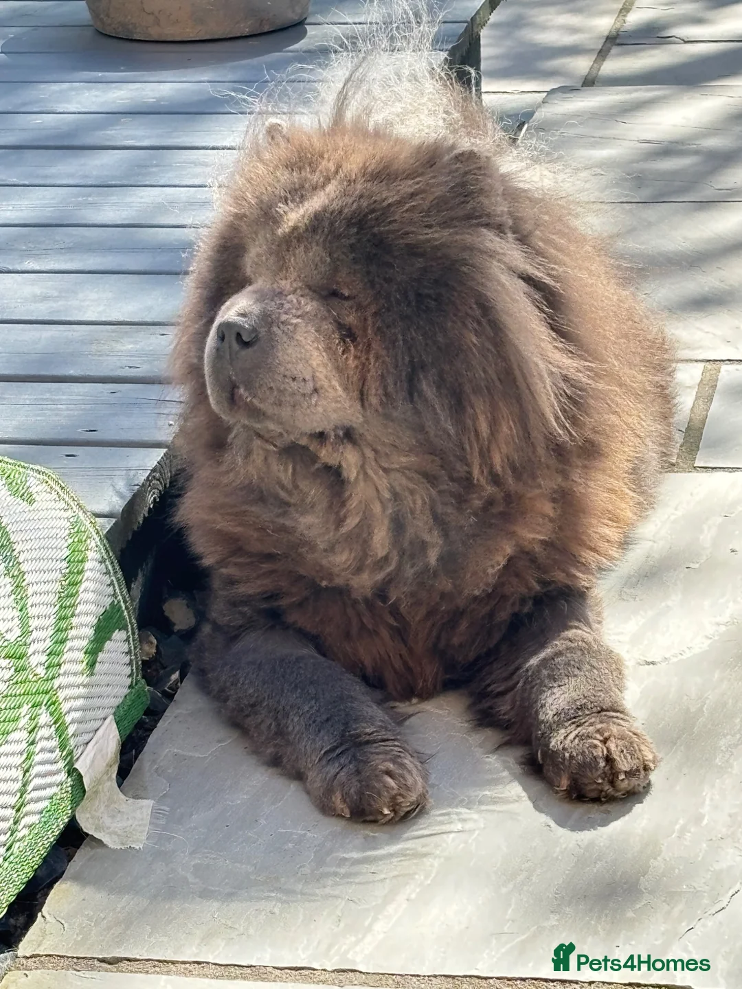 Chow Chow dogs for sale: Male chow puppy for sale  - Advert 2