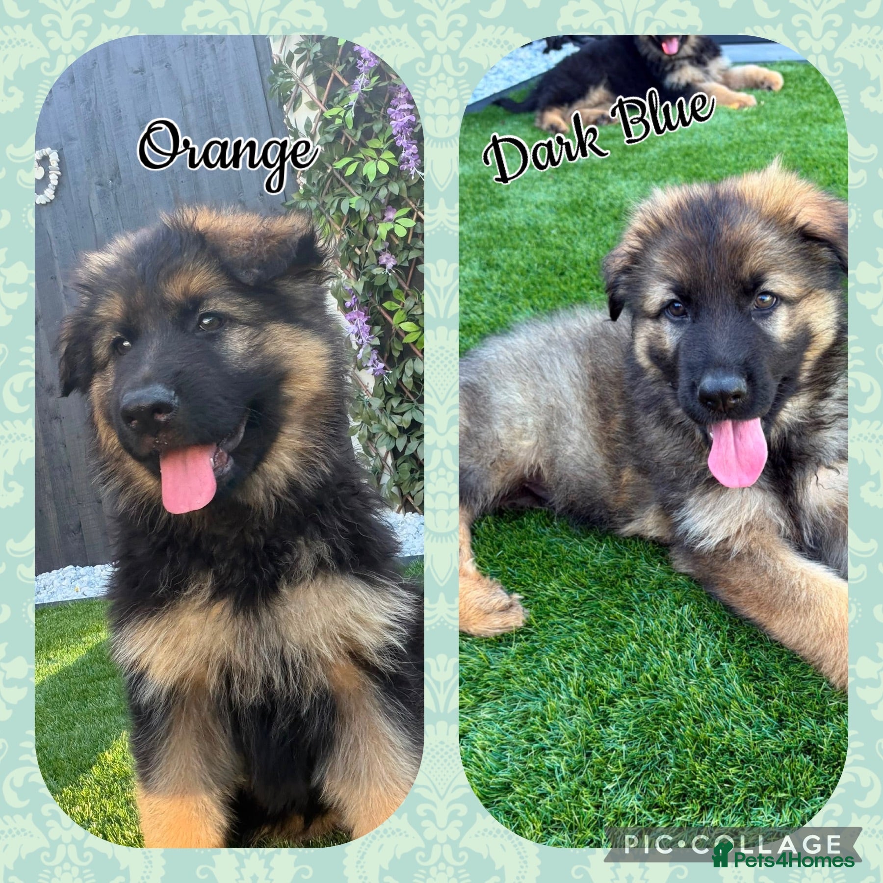 German Shepherd dogs 🐾 1 girl and 1 boy left ready to leave now🐾 - Advert 5