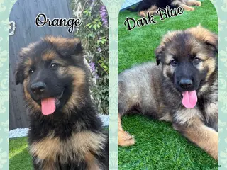 German Shepherd dogs 🐾 1 girl and 1 boy left ready to leave now🐾 - Advert 5