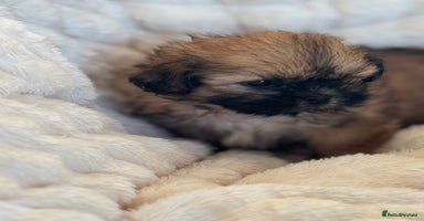 Shih Tzu dogs - Advert 8