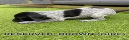 German Shorthaired Pointer dogs for sale: German shorthaired pointer puppies 5 weeks old in Swindon - Advert 9