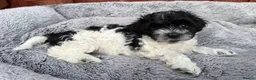 Havanese dogs for sale: Beautiful Havanese Puppies Ready Now - Advert 4