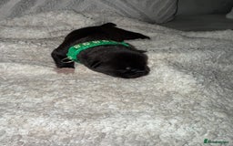 Mixed Breed dogs for sale: Cane corso mix Akita  - Image 32