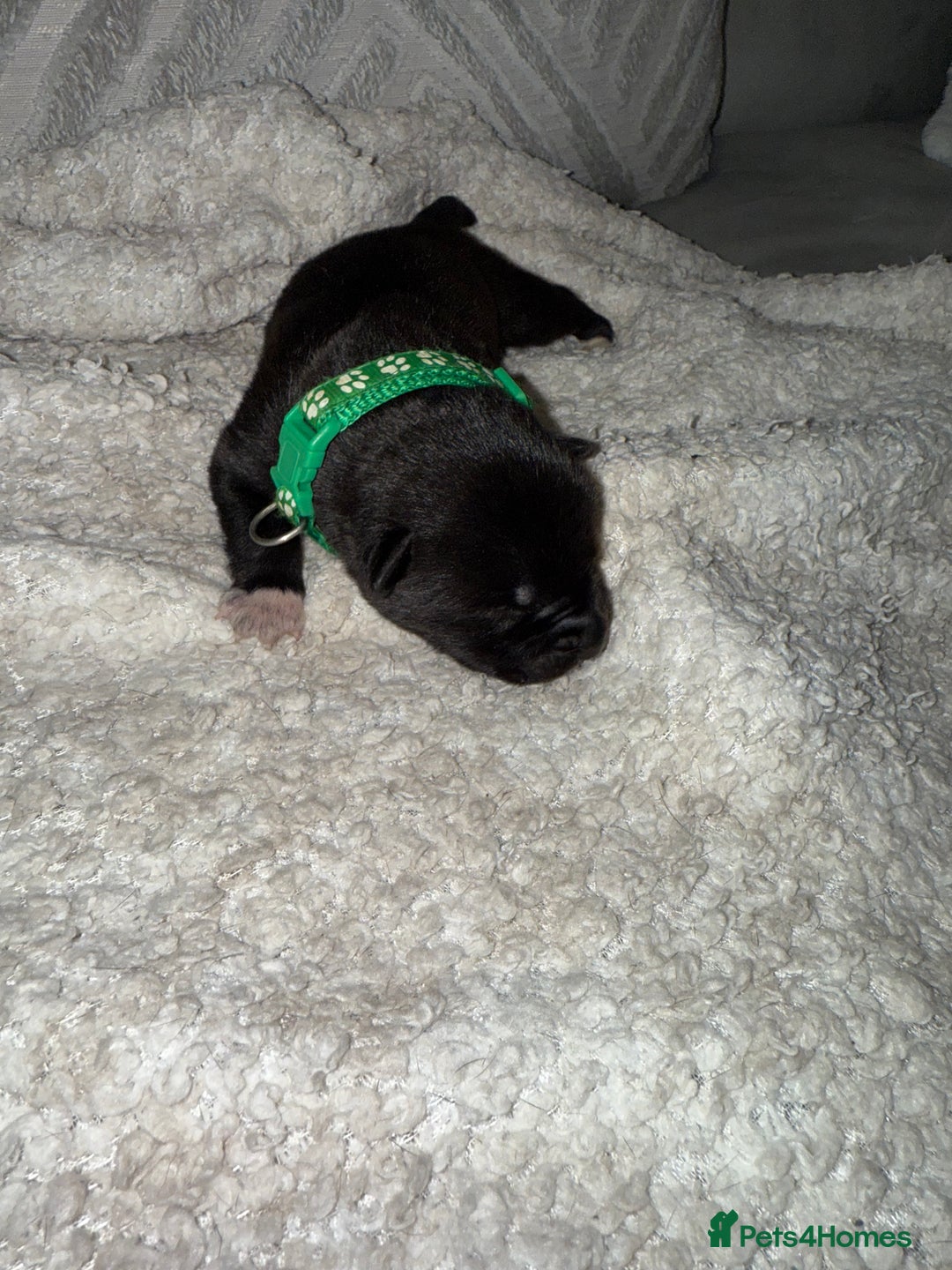 Mixed Breed dogs for sale: Cane corso mix Akita  - Image 32